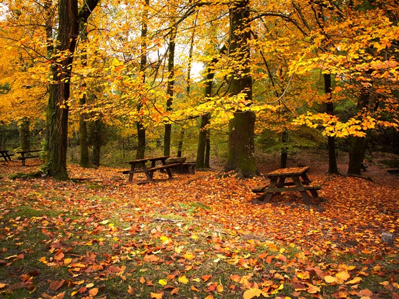 点击大图看下一张：秋天金黄色落叶唯美图片欣赏