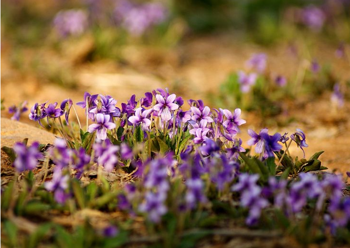 点击大图看下一张：紫花地丁在中国多见于田间、草丛、灌木