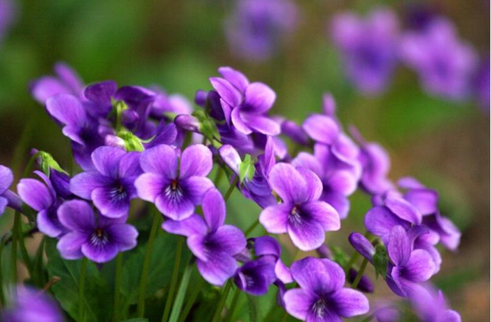 点击大图看下一张：一组特别唯美的紫色地丁花图片欣赏