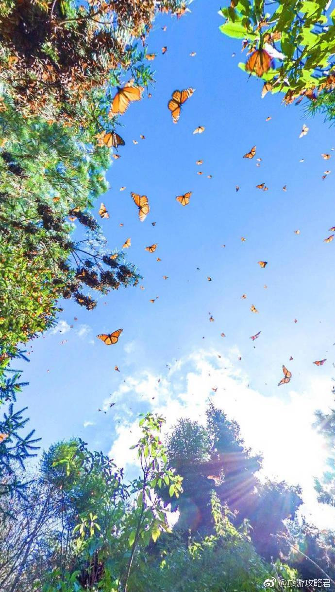 点击大图看下一张：墨西哥的蝴蝶谷 像是小说里的风景