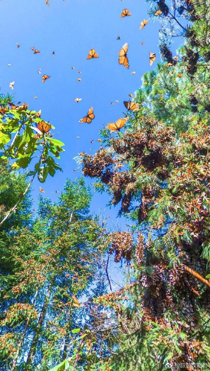 点击大图看下一张：墨西哥的蝴蝶谷 像是小说里的风景