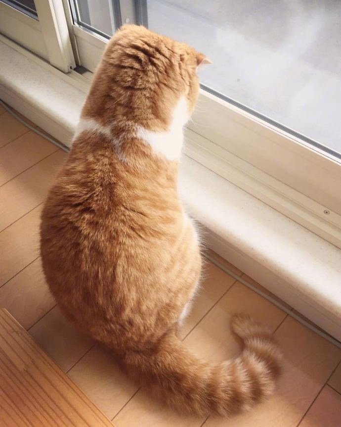 点击大图看下一张：一组超级可爱长的胖胖的小橘猫图片