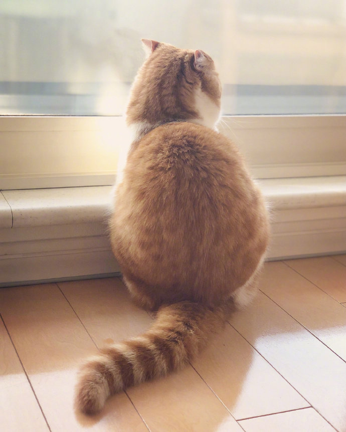 点击大图看下一张：一组超级可爱长的胖胖的小橘猫图片