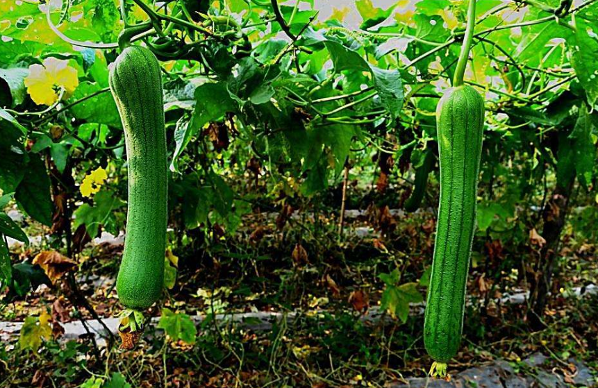 点击大图看下一张：一组长长的丝瓜含有多种营养的蔬菜