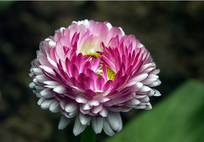 点击大图看下一张：有多种颜色的蜡菊花图片欣赏