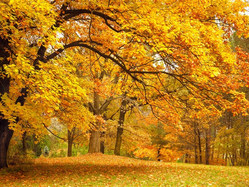 点击大图看下一张：一组唯美的秋天落叶风景壁纸欣赏