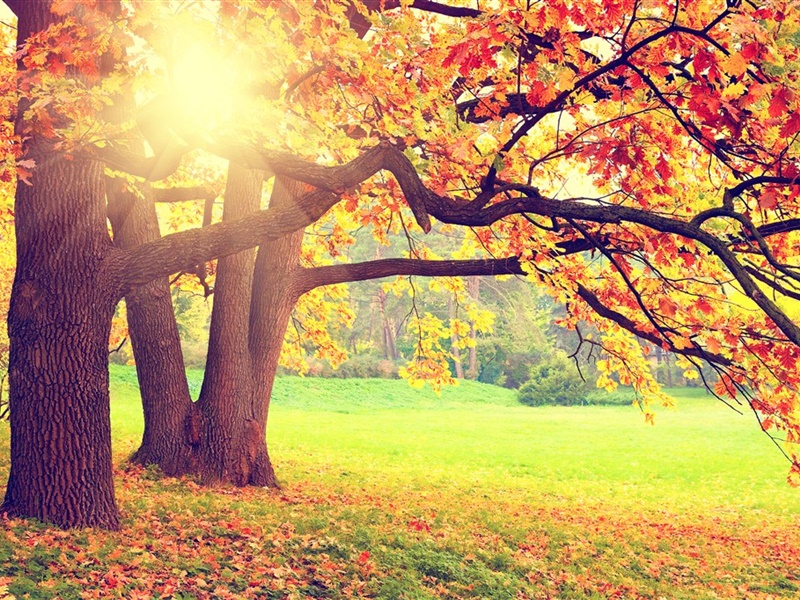点击大图看下一张：一组唯美的秋天落叶风景壁纸欣赏