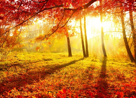 一组唯美的秋天落叶风景壁纸欣赏