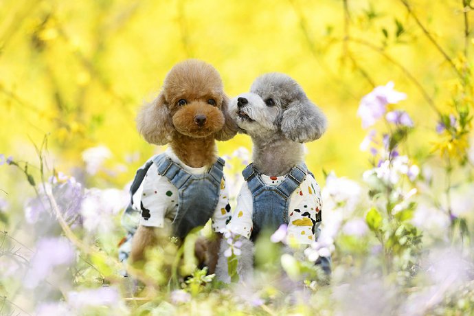 点击大图看下一张：一组超级可爱的泰迪狗狗在花丛中
