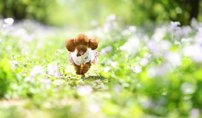 点击大图看下一张：一组超级可爱的泰迪狗狗在花丛中