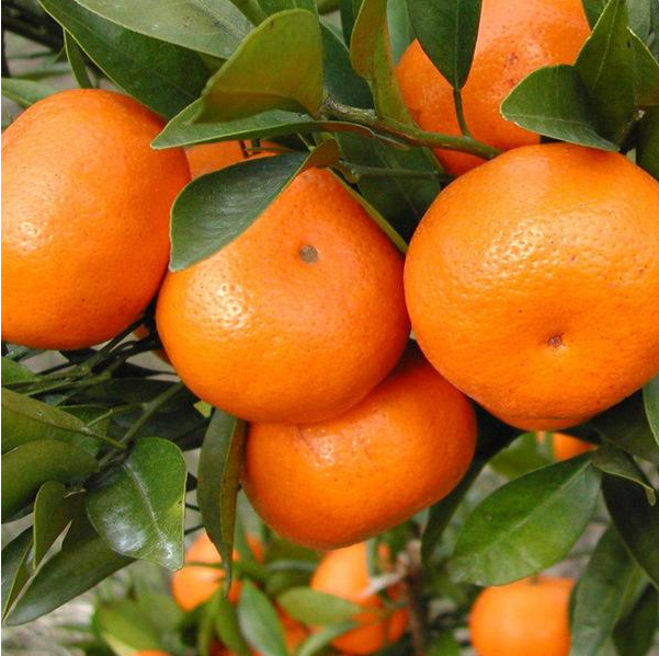 点击大图看下一张：各种各样的柑橘，味道都不相同