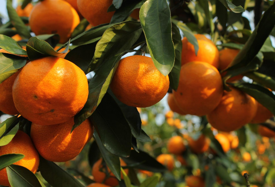 点击大图看下一张：各种各样的柑橘，味道都不相同