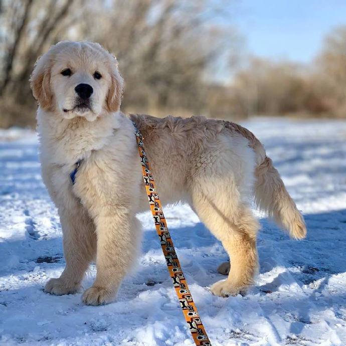 点击大图看下一张:小金毛myles,心怀宇宙,热爱思考,看上去还挺深沉 