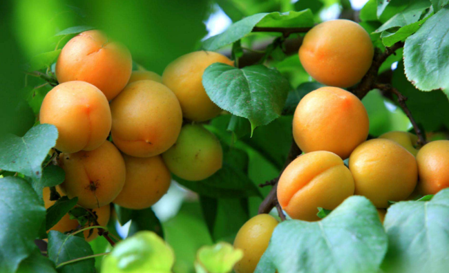 点击大图看下一张：吃起来酸酸甜甜且多汁的杏子