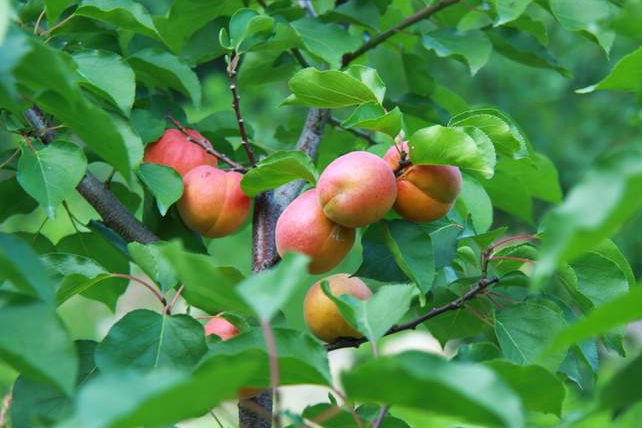 点击大图看下一张：一组长在树上的红红的杏子图片欣赏