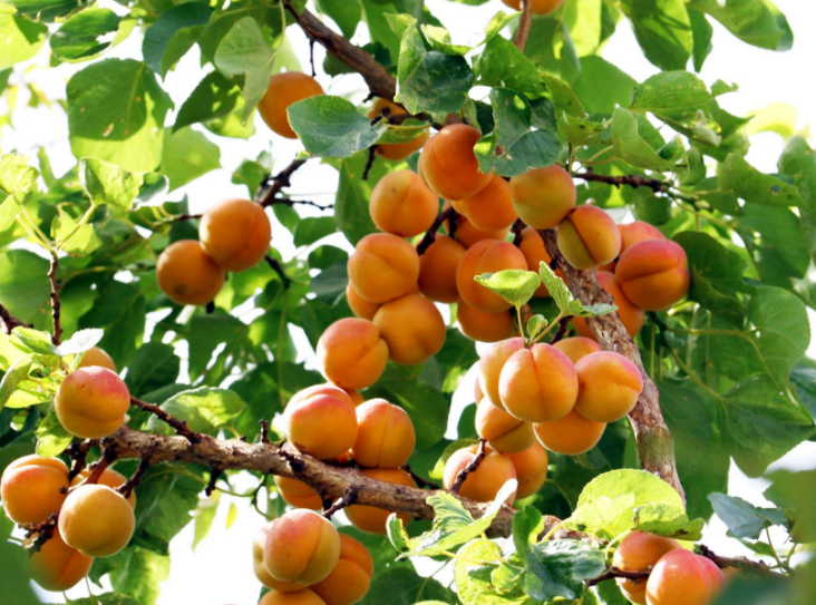 点击大图看下一张：一组长在树上的红红的杏子图片欣赏