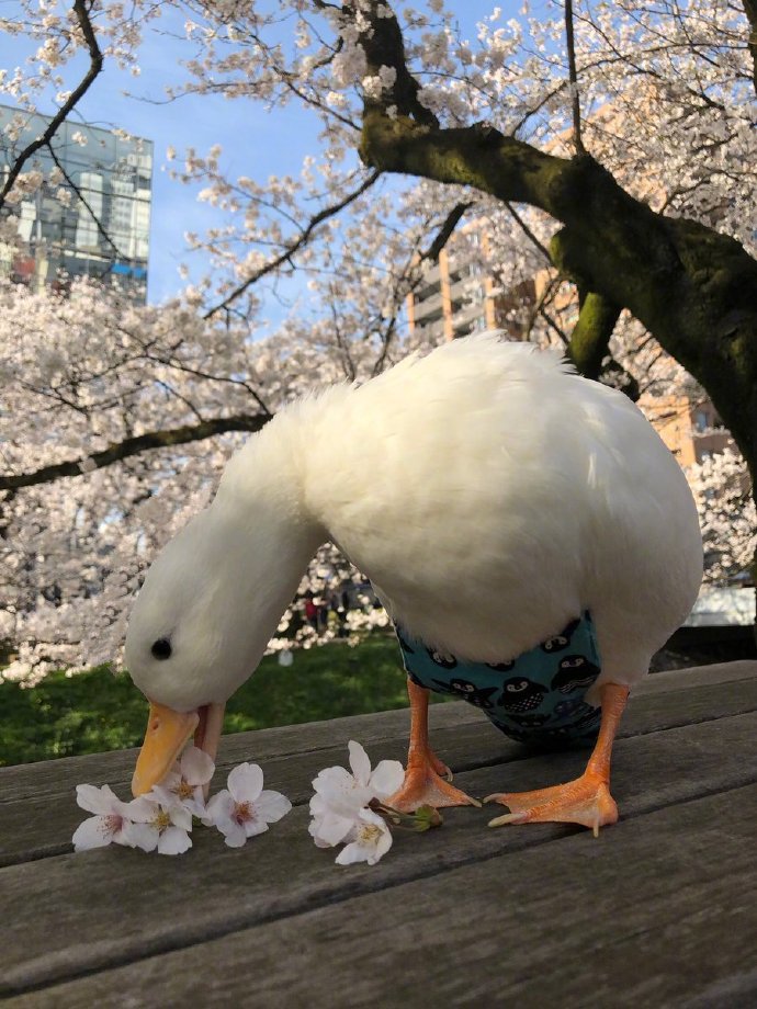 点击大图看下一张：吸一口秀气的樱花鸭图片欣赏