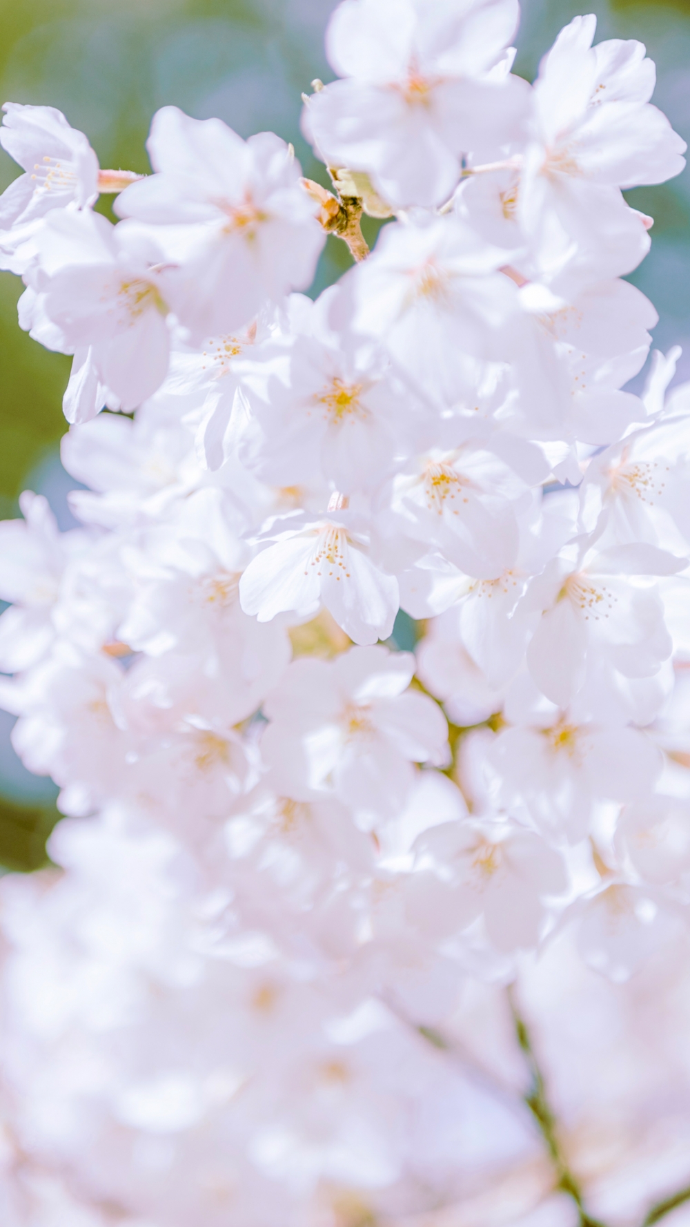 点击大图看下一张：一组唯美的公园樱花风景图片欣赏
