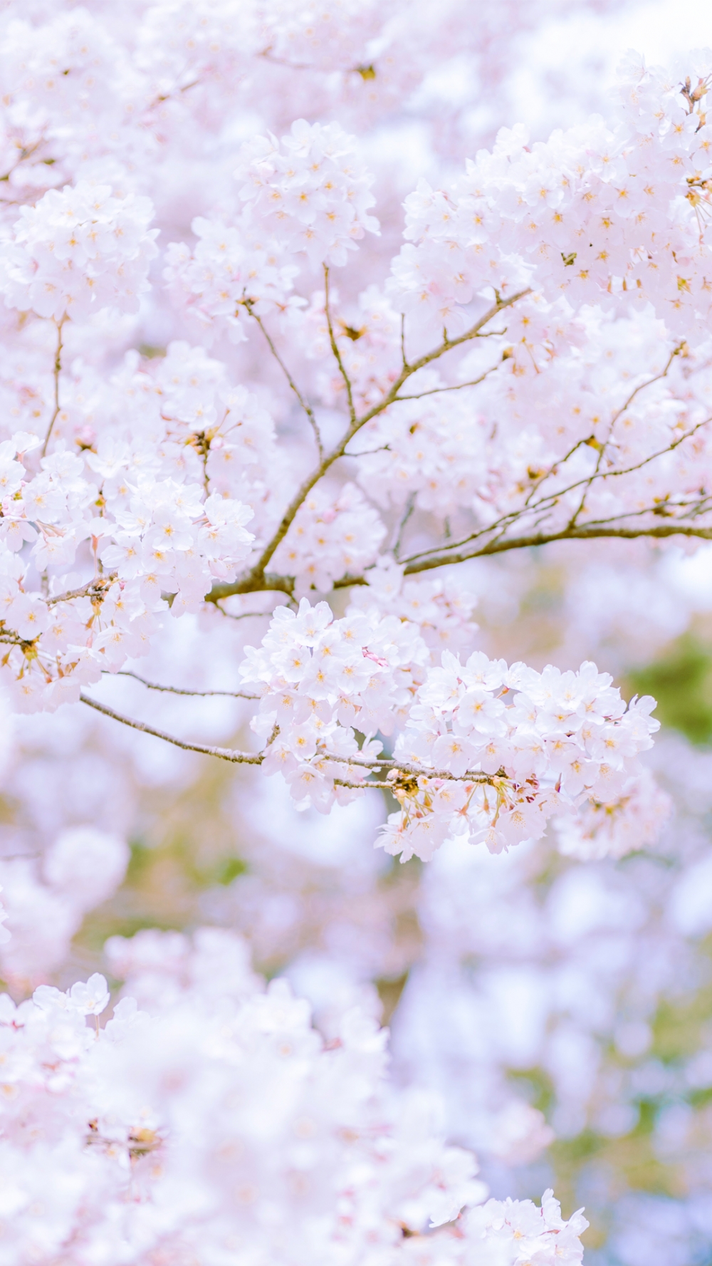 点击大图看下一张：一组唯美的公园樱花风景图片欣赏