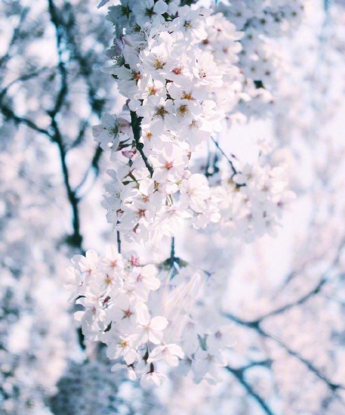 点击大图看下一张：一组唯美的樱花图片欣赏
