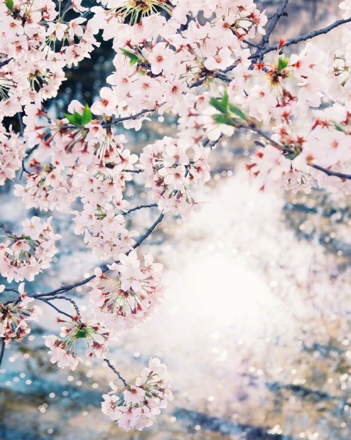点击大图看下一张：一组唯美的樱花图片欣赏