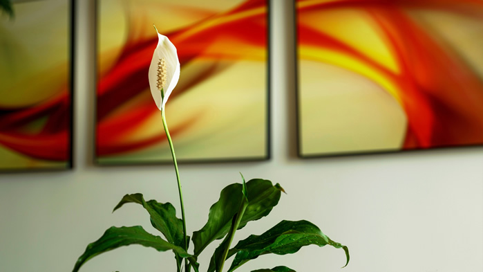 点击大图看下一张：白鹤芋花卉植物高清图片桌面壁纸