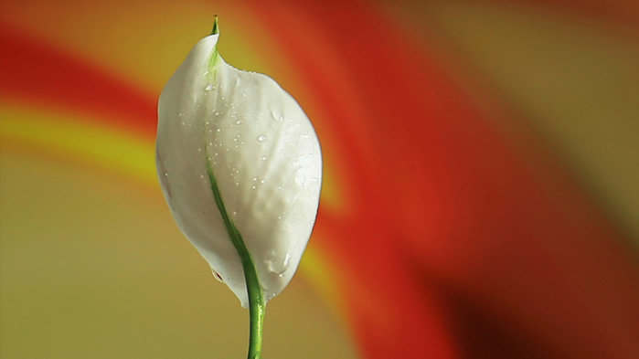 点击大图看下一张：白鹤芋花卉植物高清图片桌面壁纸