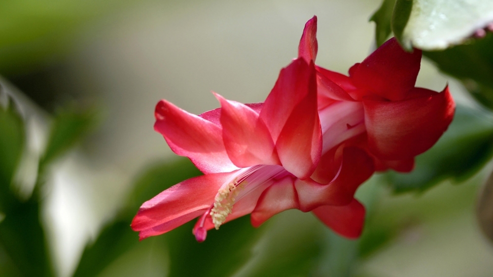 点击大图看下一张：红色花卉植物唯美摄影高清图片桌面壁纸