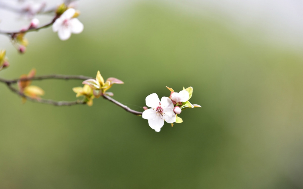 点击大图看下一张：清新淡雅植物花卉微距摄影图片高清壁纸