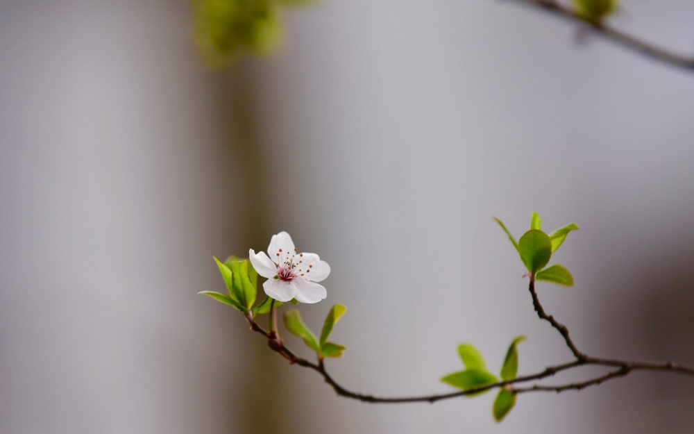 点击大图看下一张：清新淡雅植物花卉微距摄影图片高清壁纸