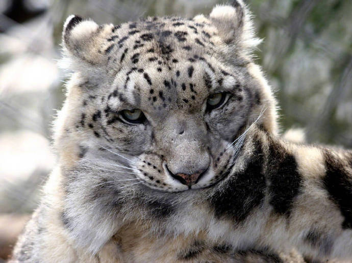 点击大图看下一张：喜欢咬着自己的尾巴的雪豹，莫名有种威严的萌感