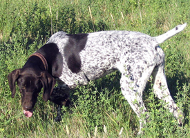 在草地上行走的波音达猎犬图片欣赏