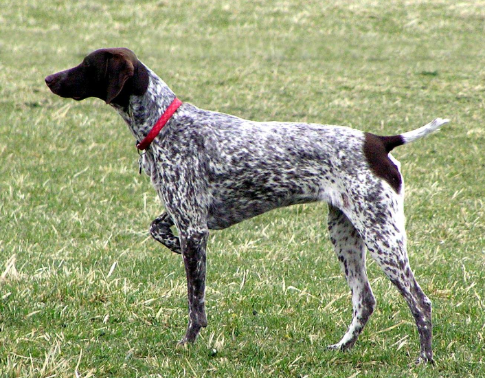 点击大图看下一张：在草地上行走的波音达猎犬图片欣赏