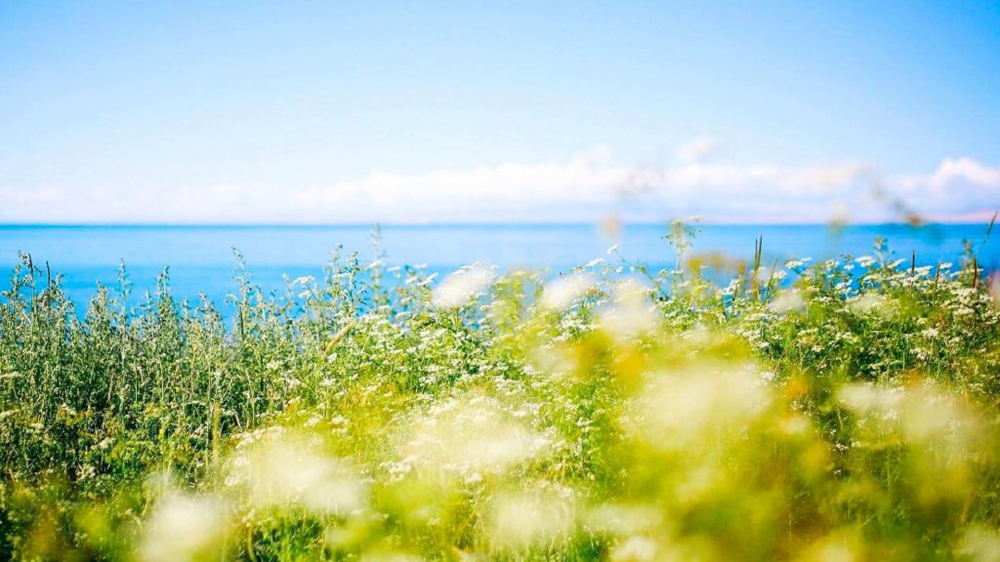 点击大图看下一张：青海湖唯美春天风景图片桌面壁纸
