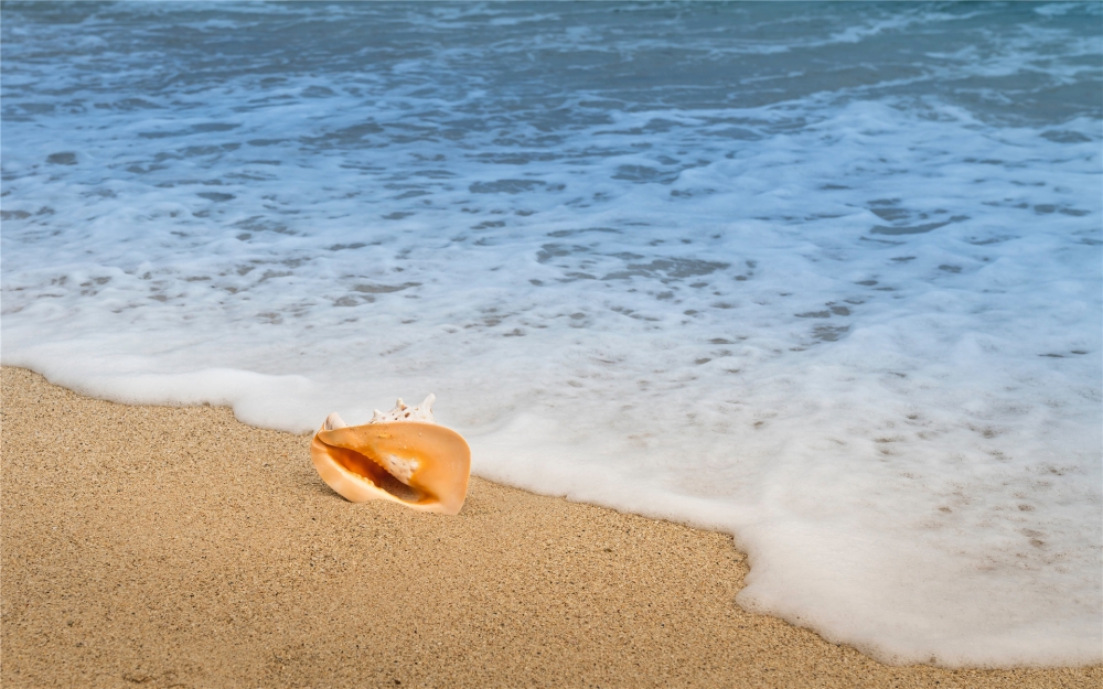 点击大图看下一张：沙滩上的海螺唯美高清桌面壁纸