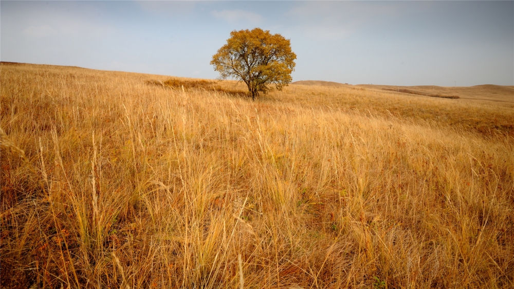 点击大图看下一张：唯美金色秋天的草原高清桌面壁纸