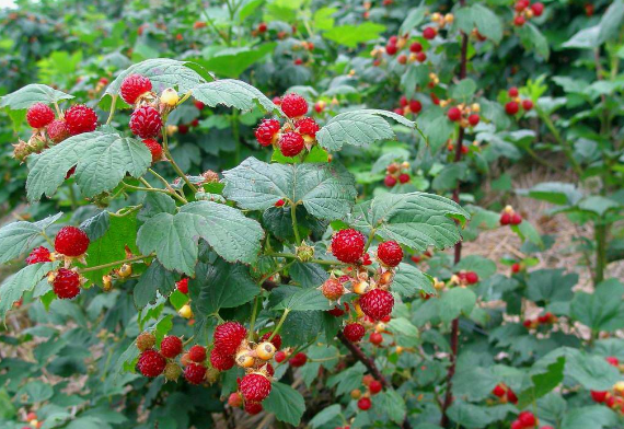 点击大图看下一张：挂在树上超级新鲜的树莓图片欣赏