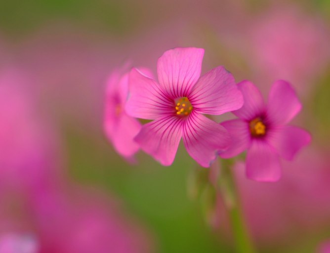 点击大图看下一张：一组简单美丽的红花醡浆草花朵特写图片