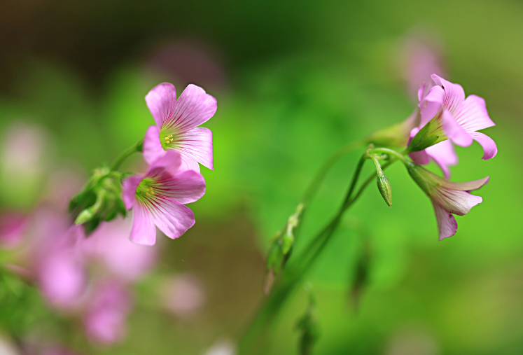 点击大图看下一张：一组简单美丽的红花醡浆草花朵特写图片