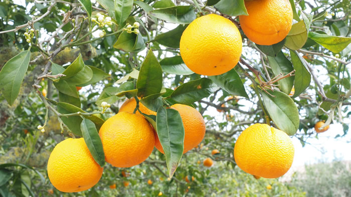 点击大图看下一张：树上等待采摘的橙子图片欣赏