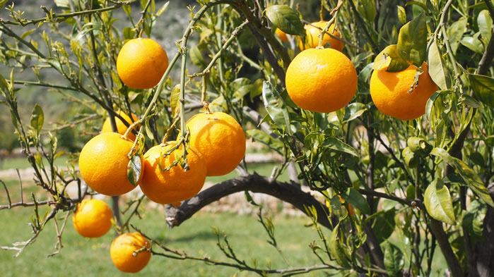 点击大图看下一张：树上等待采摘的橙子图片欣赏
