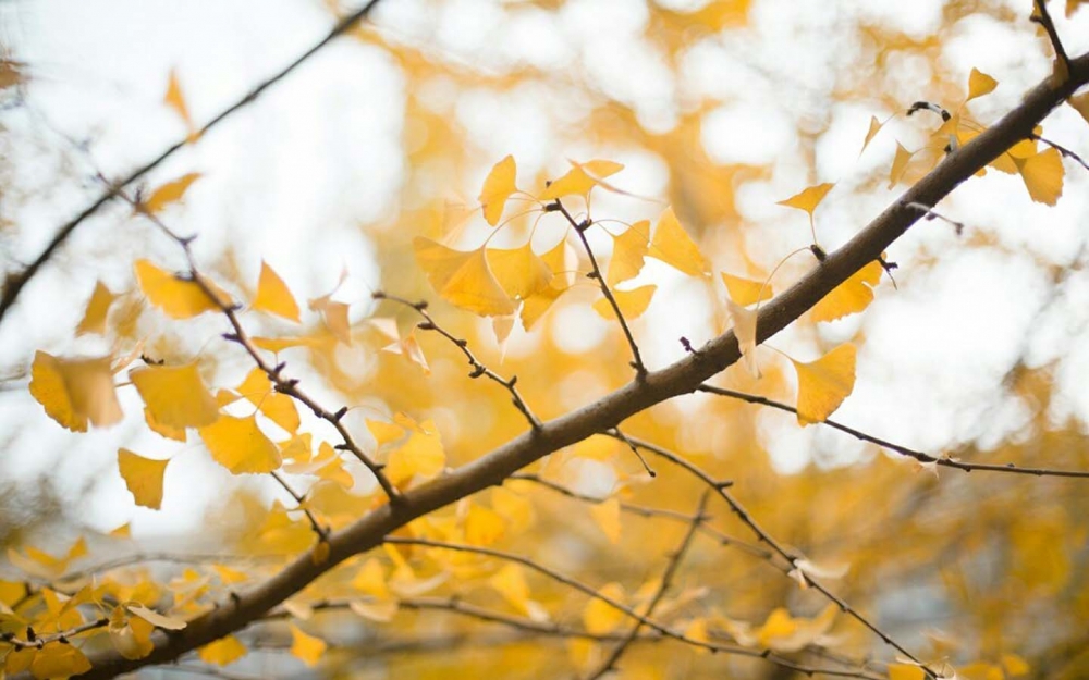 点击大图看下一张：唯美秋天风景图片桌面电脑壁纸