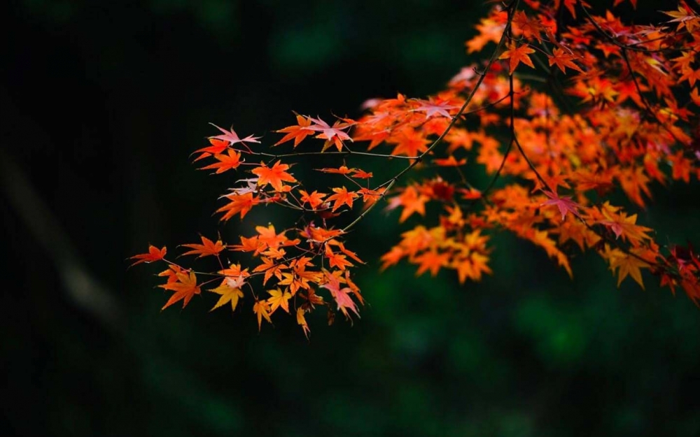点击大图看下一张：唯美秋天风景图片桌面电脑壁纸