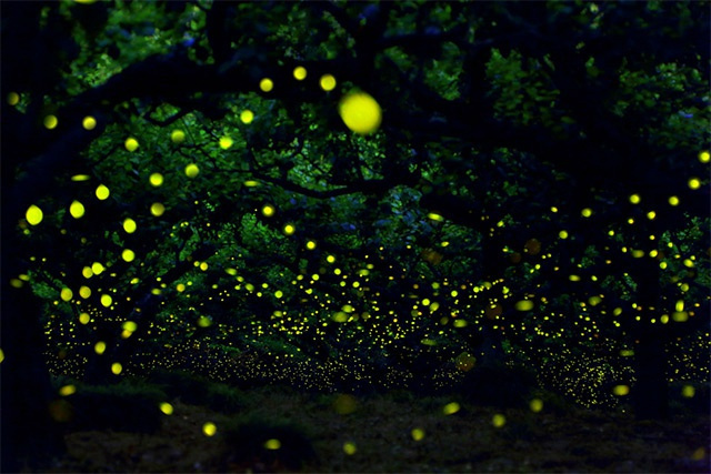 点击大图看下一张：一组超级漂亮的夜景--萤火虫之森