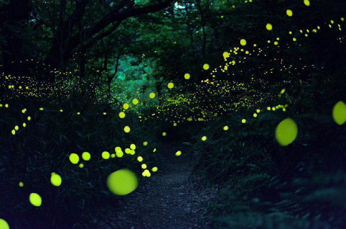 点击大图看下一张：一组超级漂亮的夜景--萤火虫之森