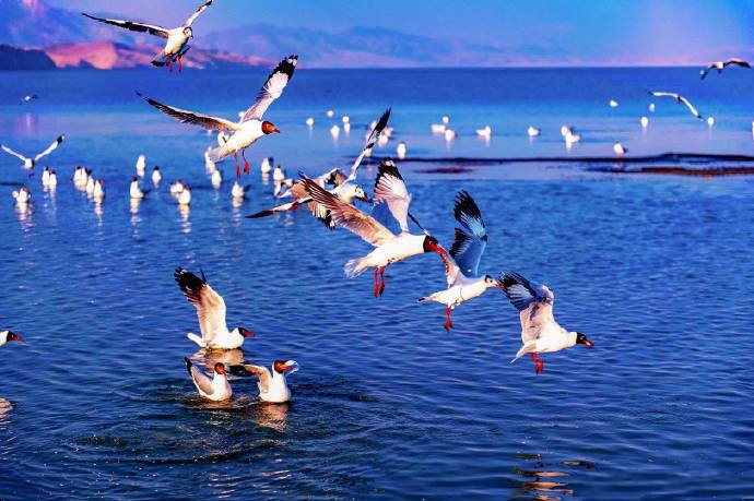 点击大图看下一张：一组玛旁雍措红嘴鸥在海上飞的图片