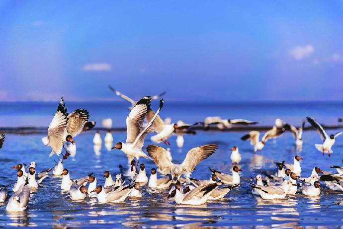 点击大图看下一张：一组玛旁雍措红嘴鸥在海上飞的图片
