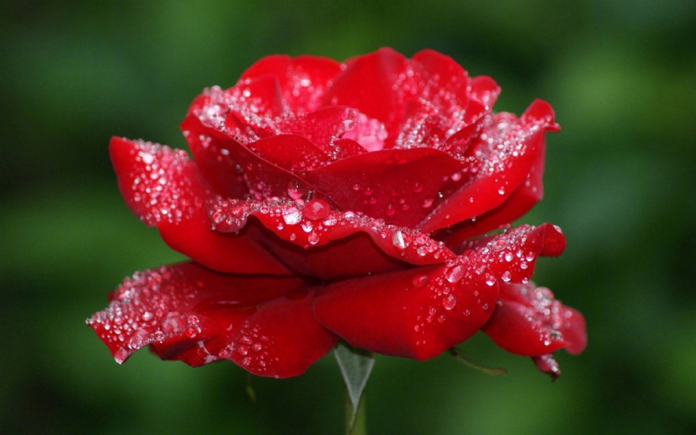 点击大图看下一张：唯美娇艳的红玫瑰图片欣赏