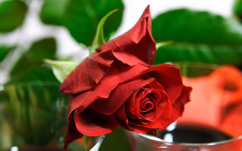 点击大图看下一张：唯美娇艳的红玫瑰图片欣赏