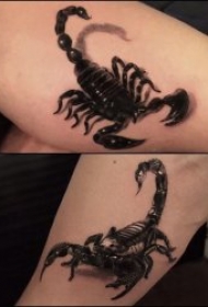 蝎子图片纹身   9款毒辣而又创意的蝎子纹身图案
